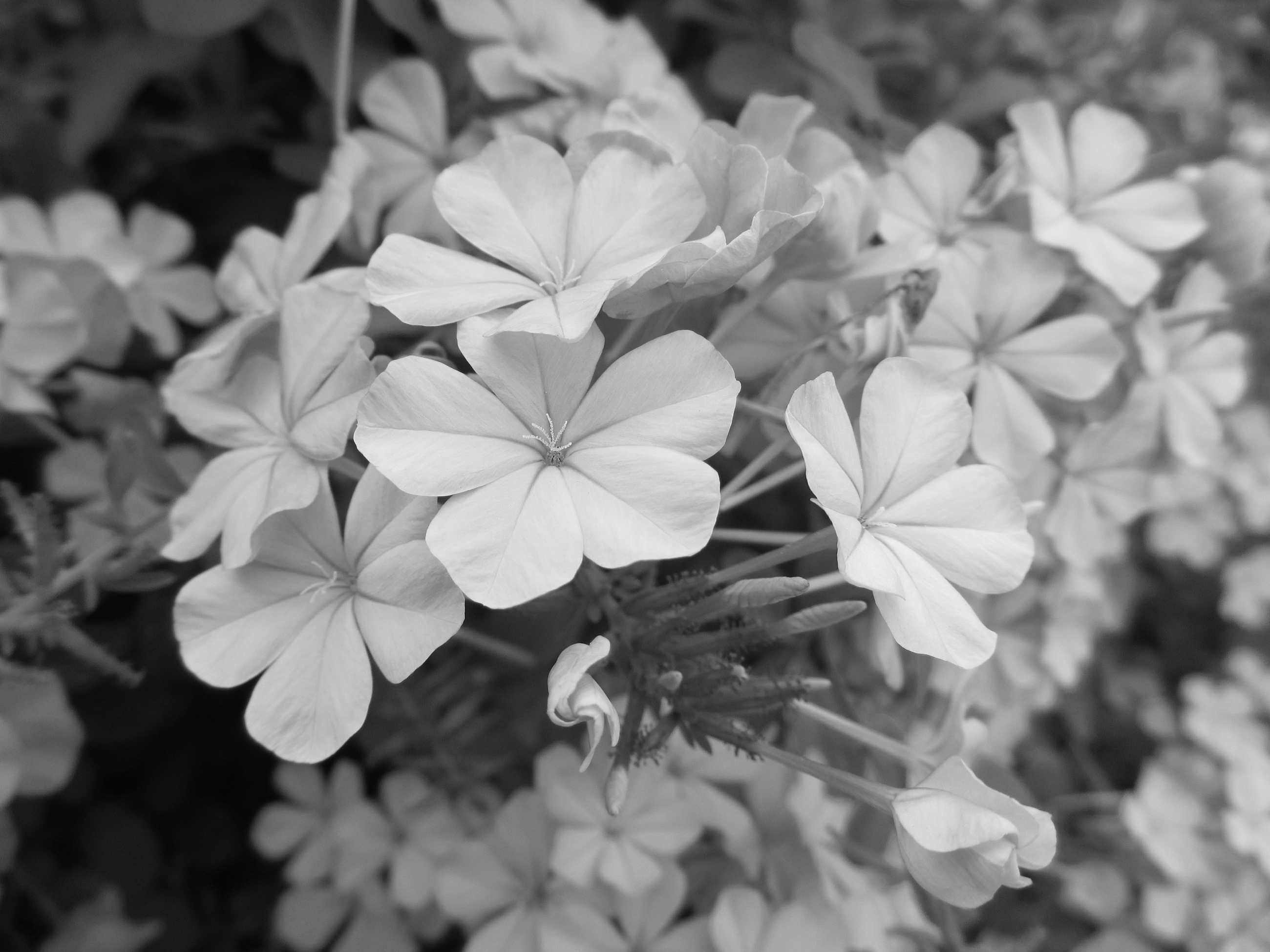 Photo of plumbago blooms that I took on the Texas State campus.