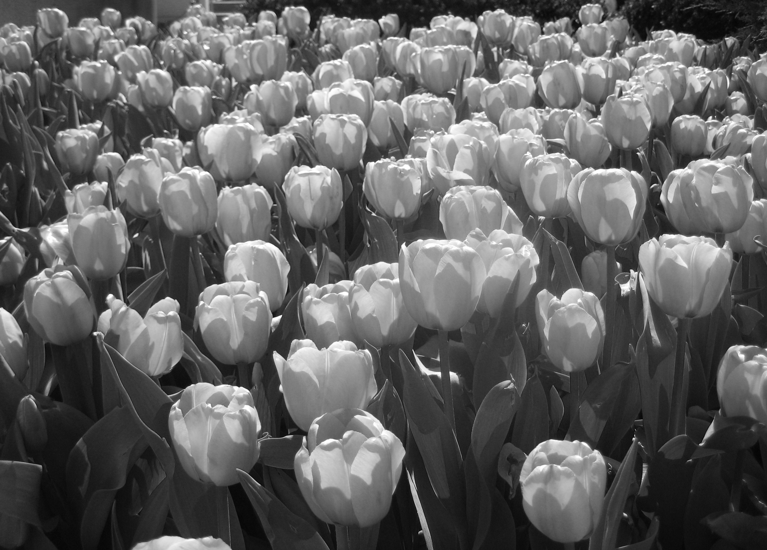 Photo of tulips that I took in Chicago.
