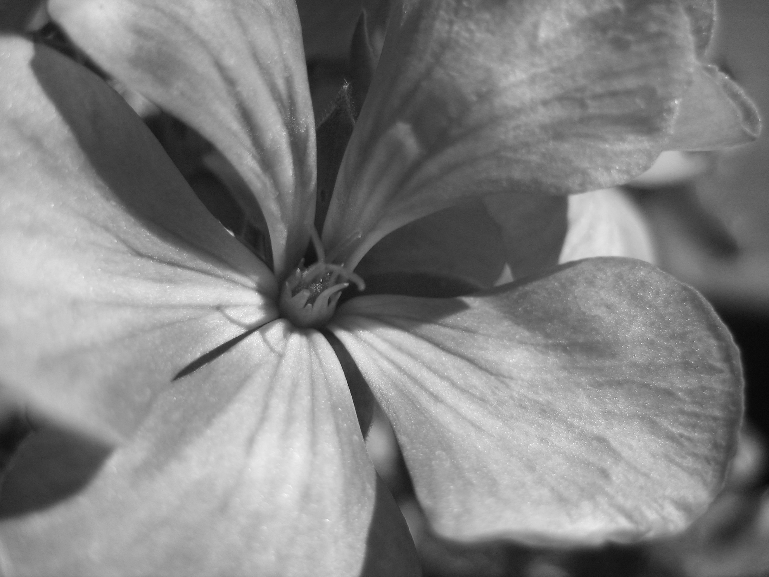 Photo of a geranium bloom I took in my garden.