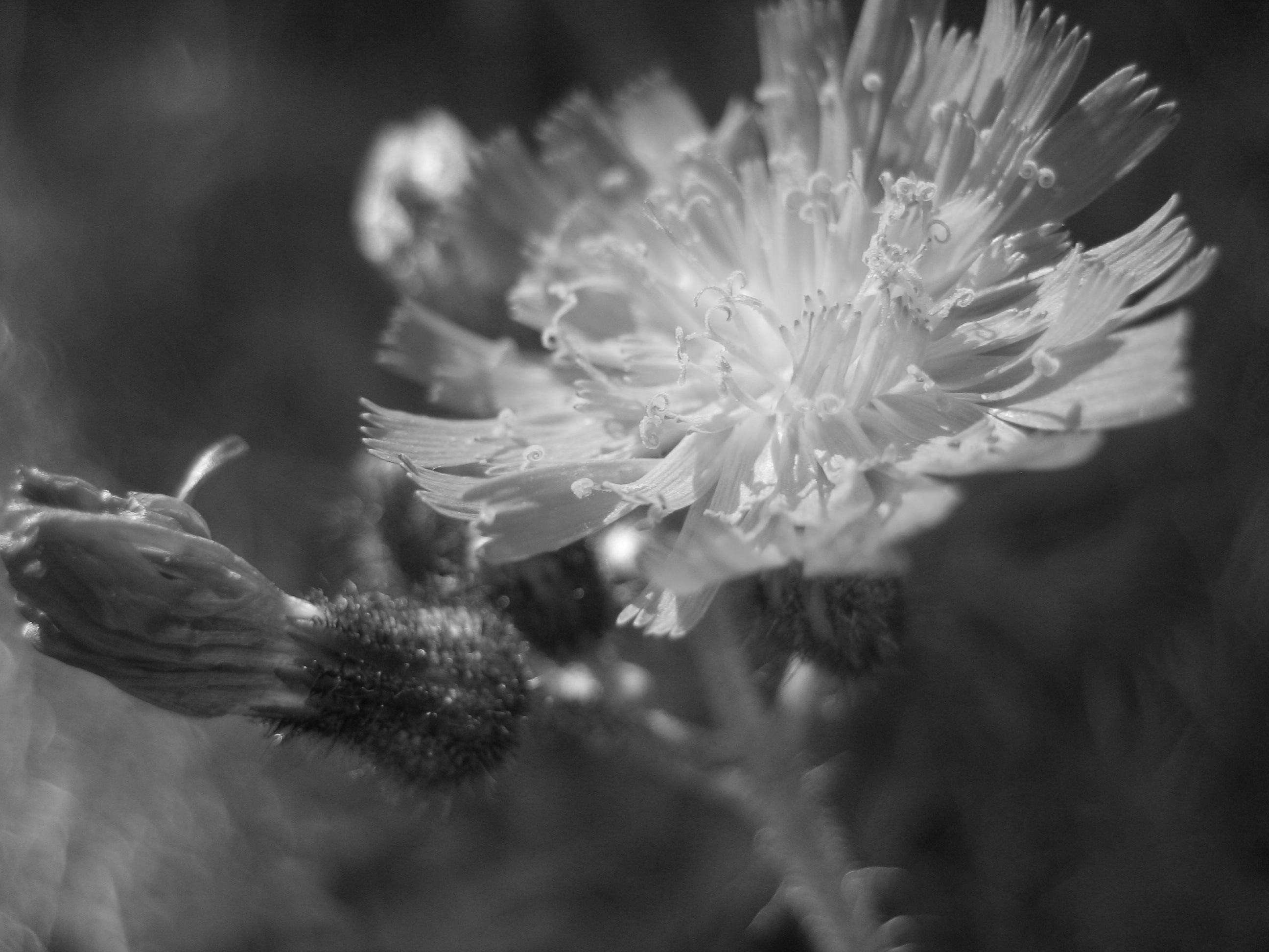 Photo of a wildflower I took in Burnet, TX.