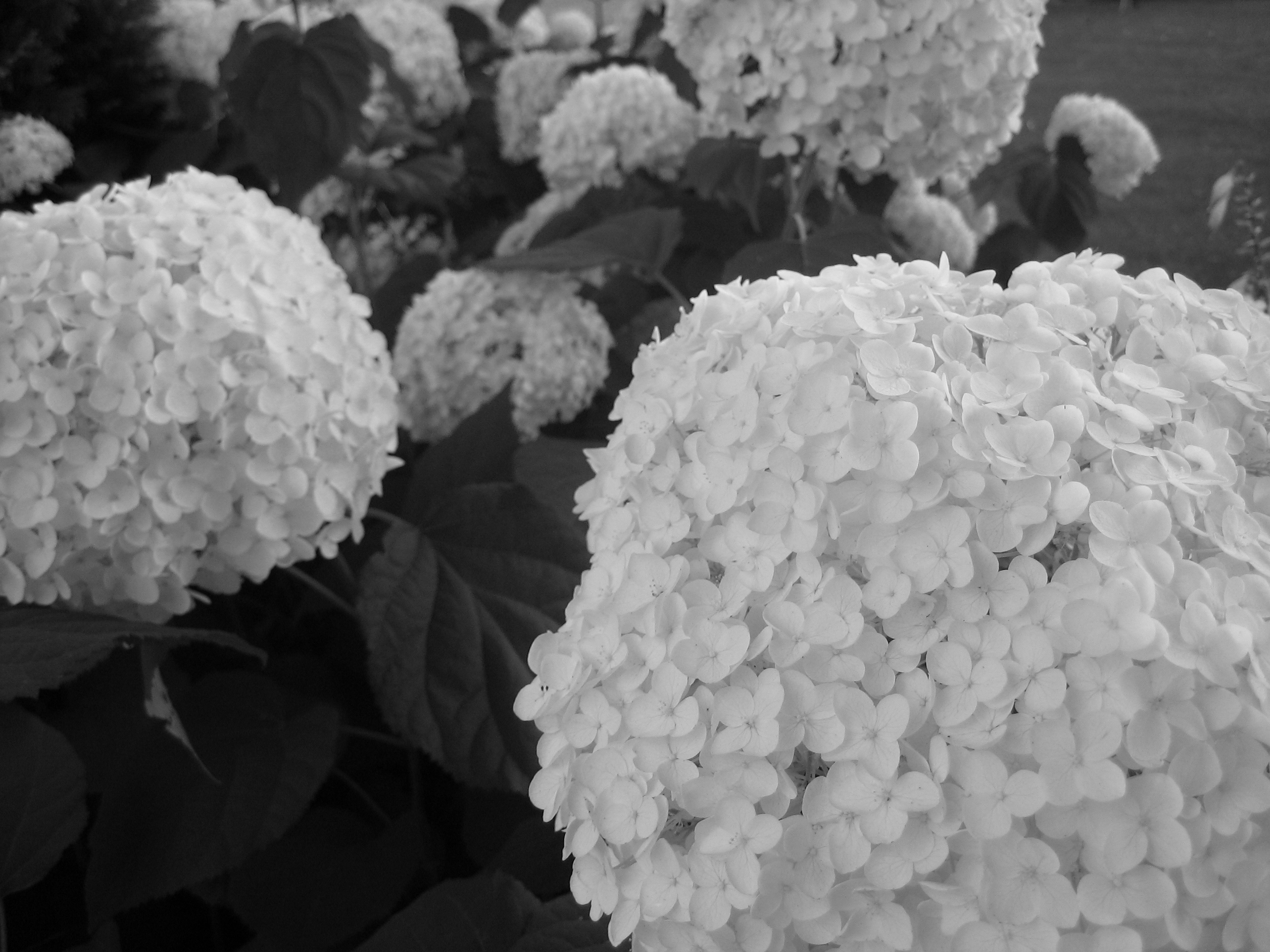 Photo of hydrangea blooms I took in Hinsdale, IL.