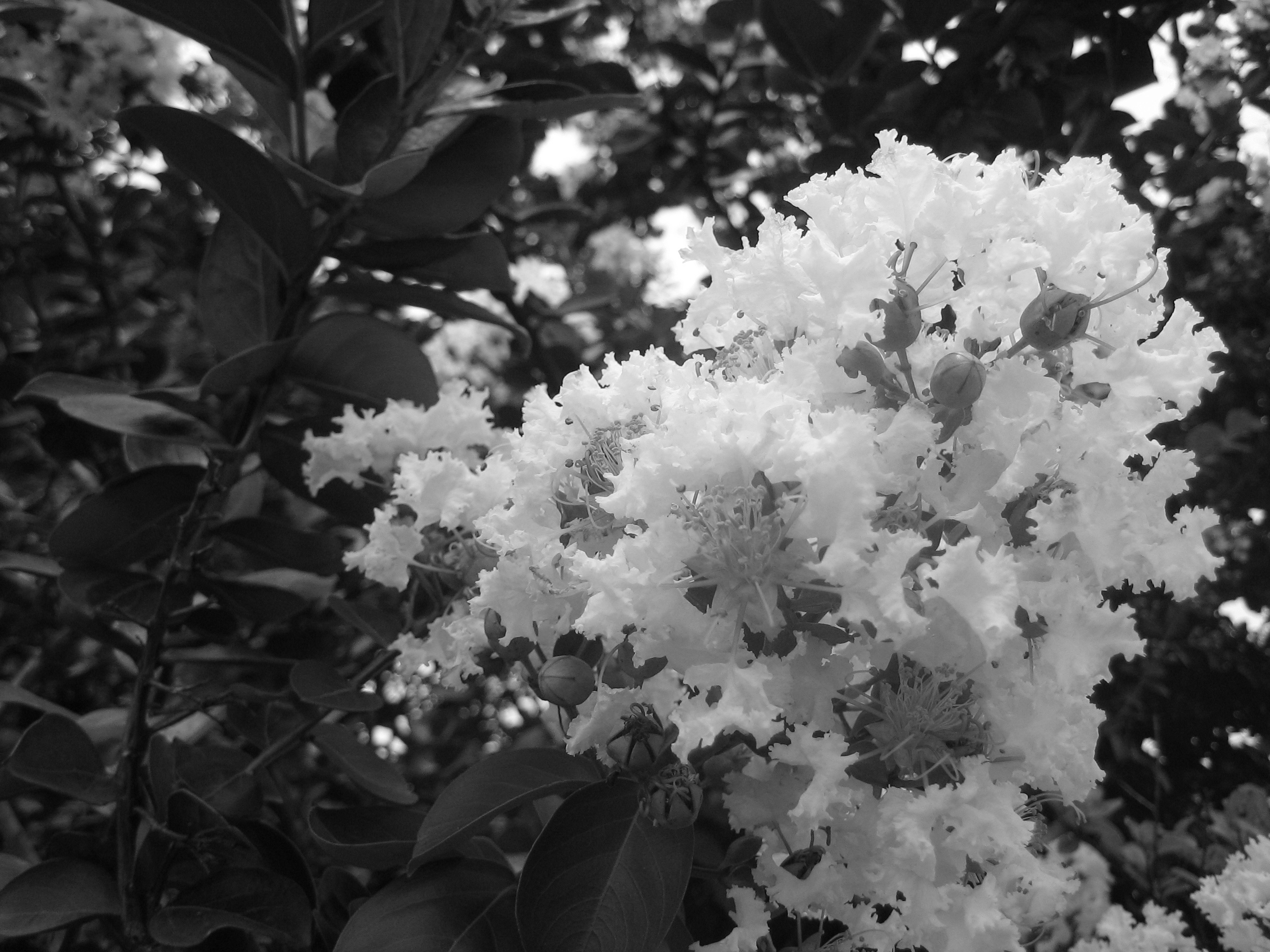 Photo of a crepe myrtle bloom I took in Austin.